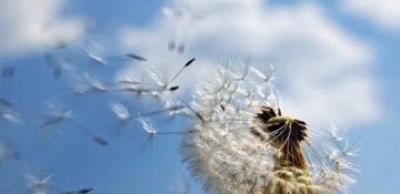  Dərman bitkiləri və onların istifadə qaydaları barədə məlumat verəcəyik