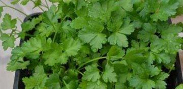 Bir dəstə cəfəri